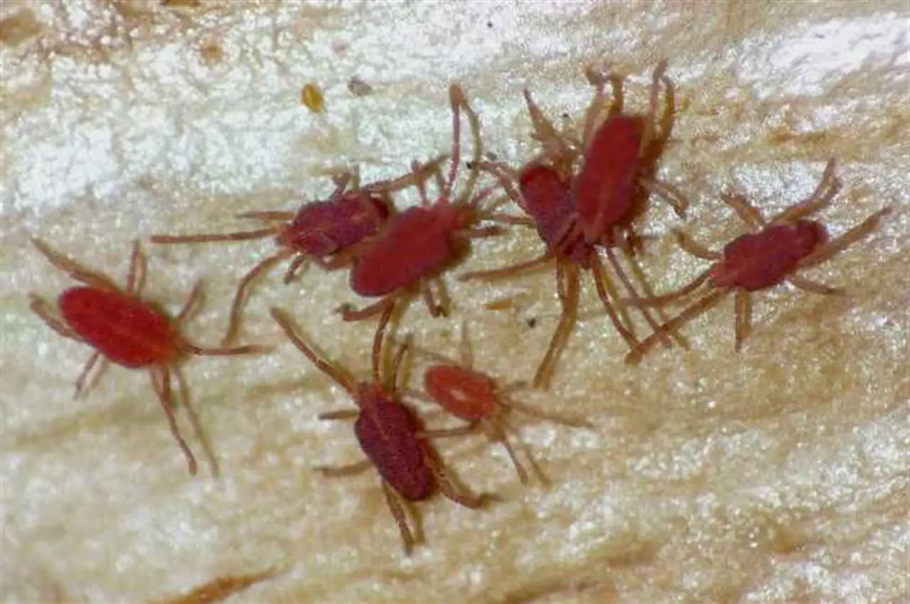 Invasione di pulci in casa o sugli animali? Pianta subito queste per tenerle lontane