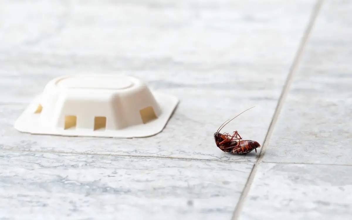 Stai usando il gel per le blatte nel modo sbagliato: ecco dove applicarlo per eliminarle subito