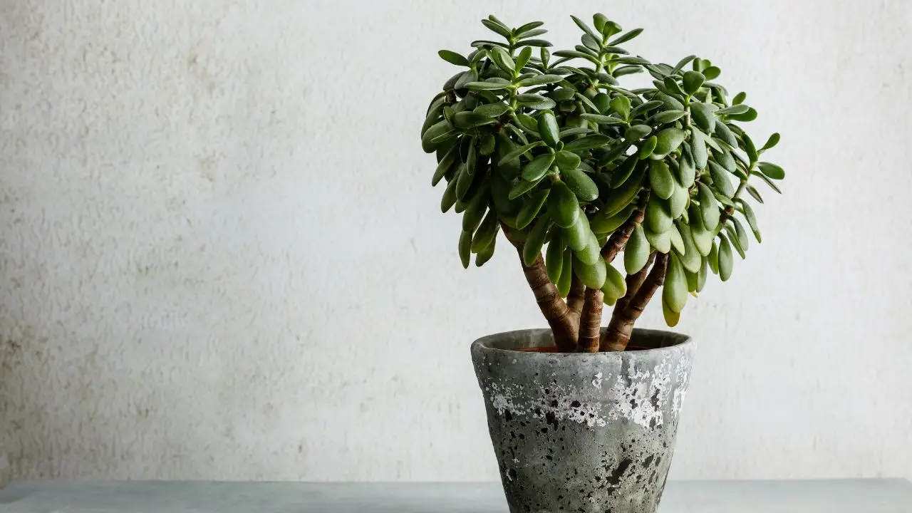 Piante portafortuna: quali sono, significato e curiosità sulle specie che attirano energia positiva