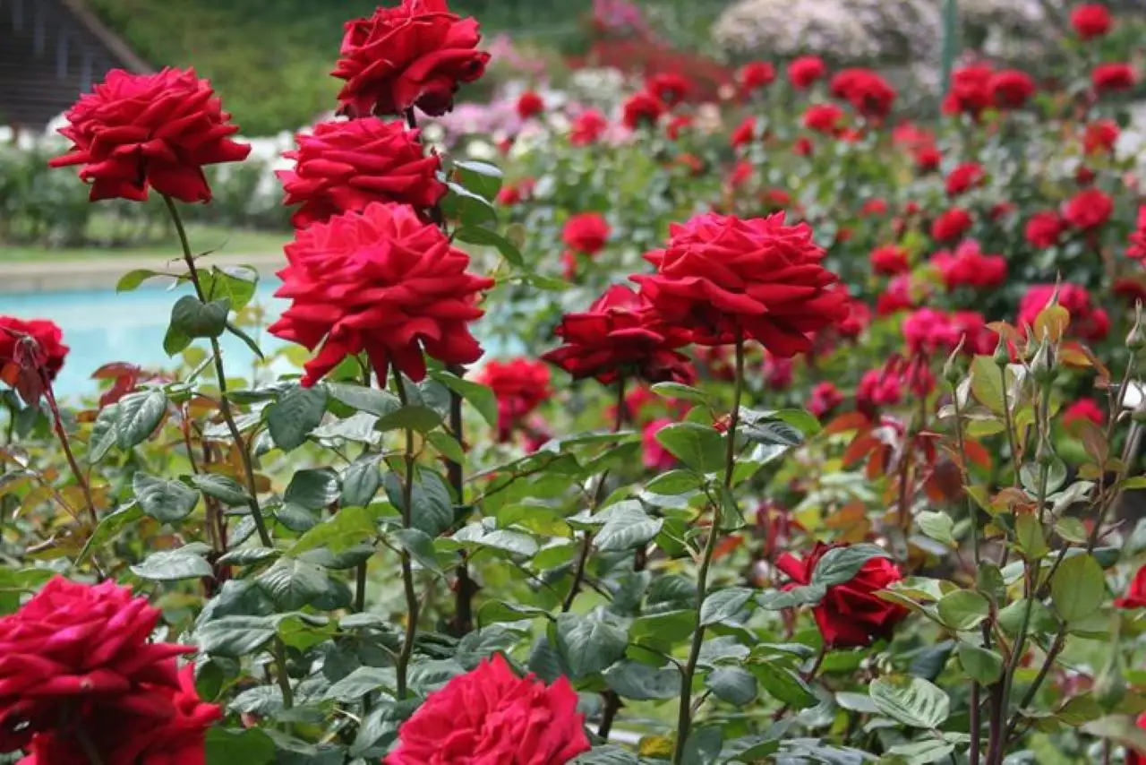 Rose in estate: consigli e strategie per proteggerle dal caldo e farle rifiorire