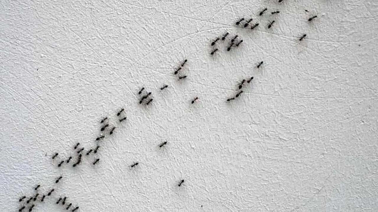 Disinfestare la casa: ecco il metodo per eliminare gli insetti e i loro rifugi