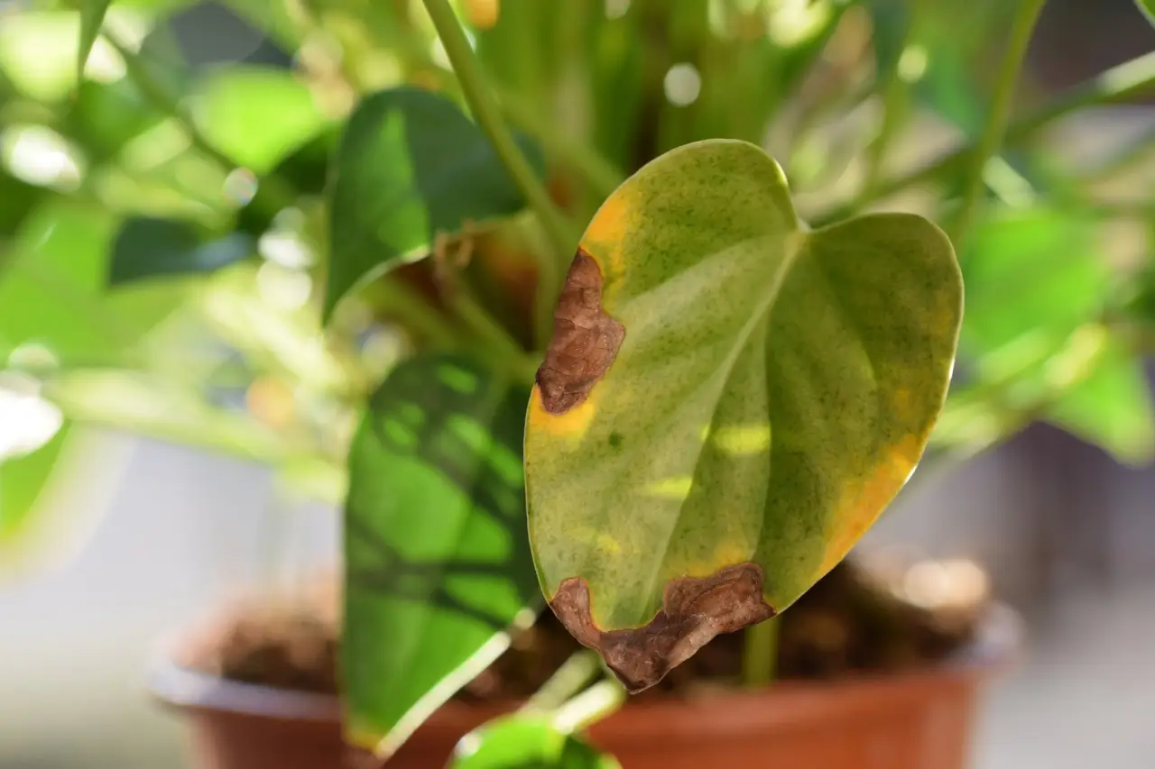 Hai delle piante malate in casa o in giardino: ecco come curarle efficacemente