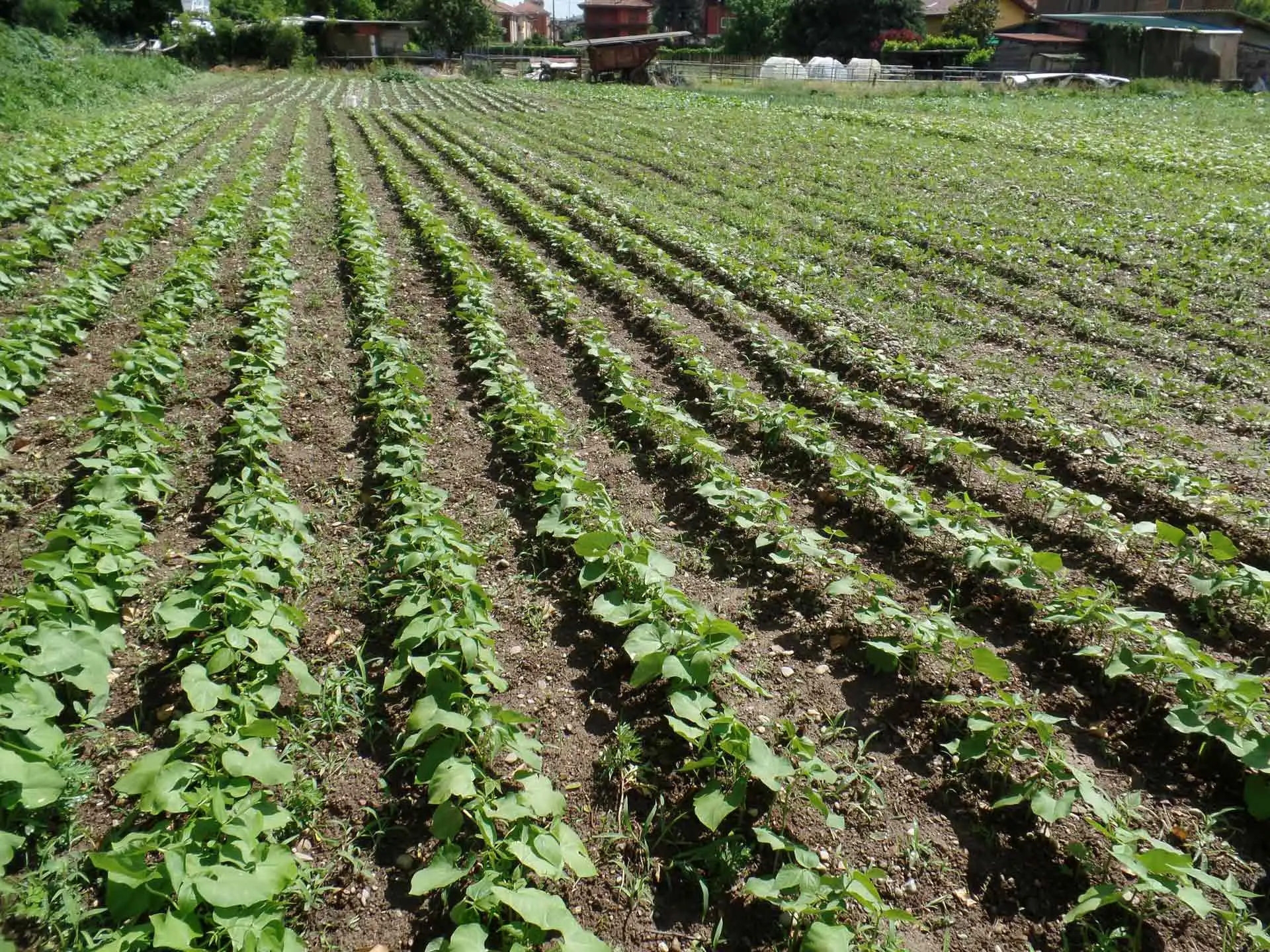 Quanti sacchi di terriccio servono davvero per trasformare il tuo orto: il calcolo facile che evita sprechi