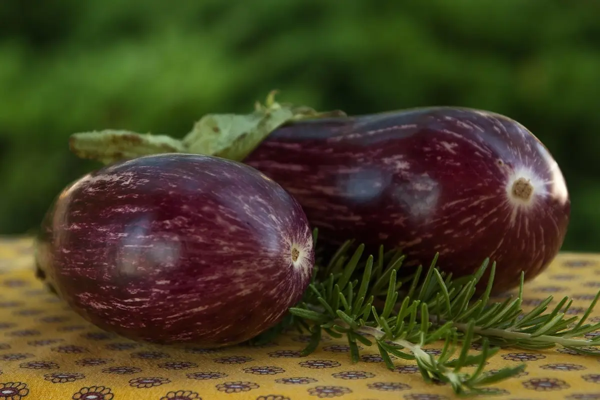 Ecco come sfruttare al massimo lo spazio nell’orto se coltivi melanzane: ecco il trucco