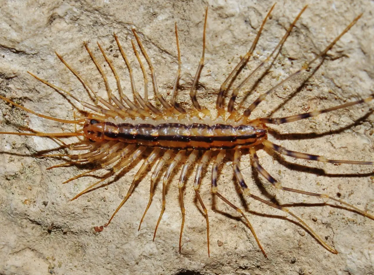 La scutigera sta invadendo gli angoli di casa: scopri il metodo naturale che funziona