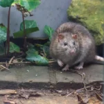 Allontana i topi senza veleni: ecco lo spray naturale potente che funziona subito
