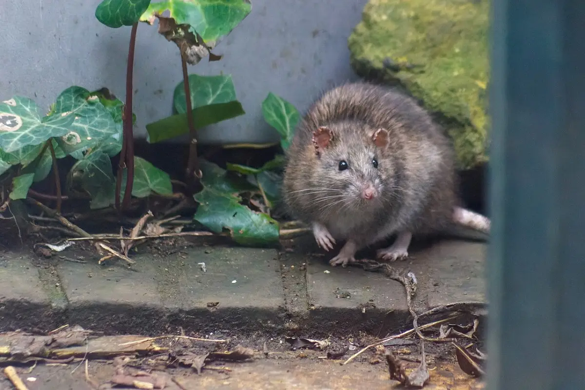 Allontana i topi senza veleni: ecco lo spray naturale potente che funziona subito
