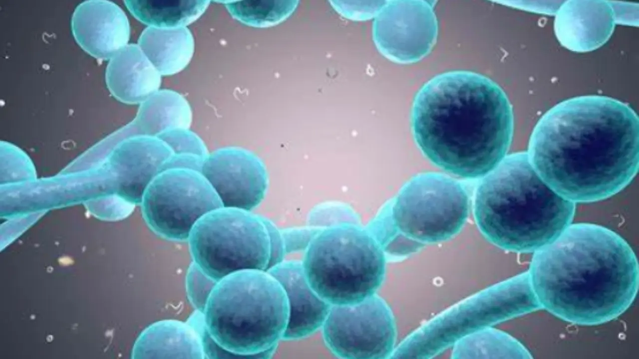 Stai sbagliando ad usare l’acido citrico: ecco quanto tempo deve agire per pulire davvero