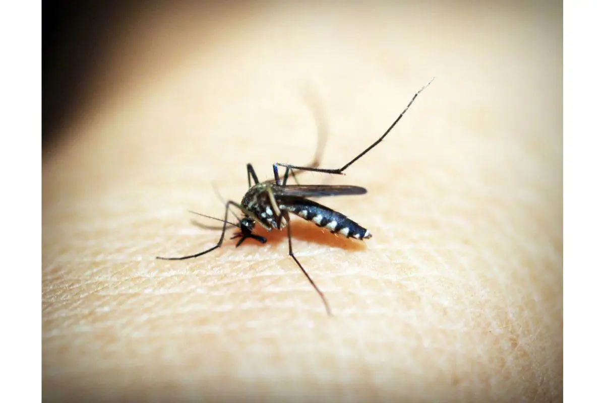 Il trucco geniale per tenere lontane le zanzare usando solo il bicarbonato