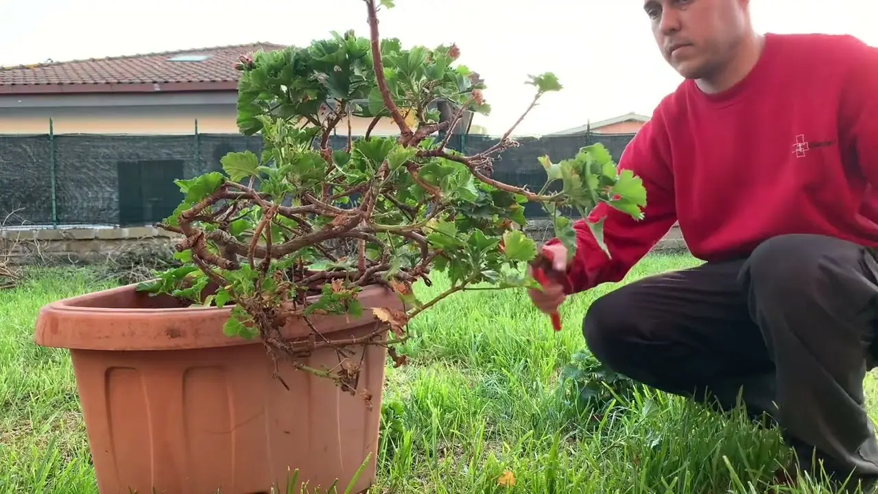 Il liquido antigelo naturale per piante perfetto per le notti fredde