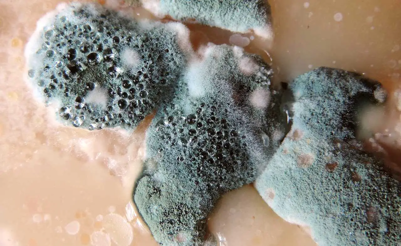 A quale grado di umidità si forma la muffa? Ecco la risposta