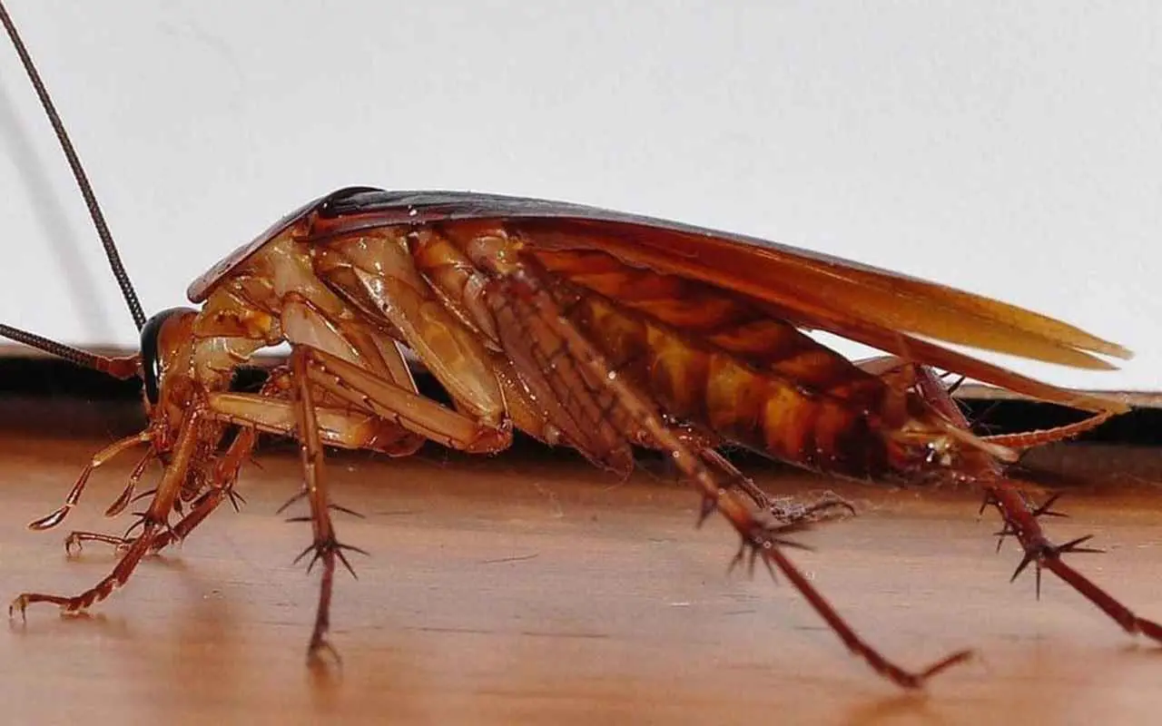 Quanto dura davvero una disinfestazione di blatte? La risposta che non ti aspetti