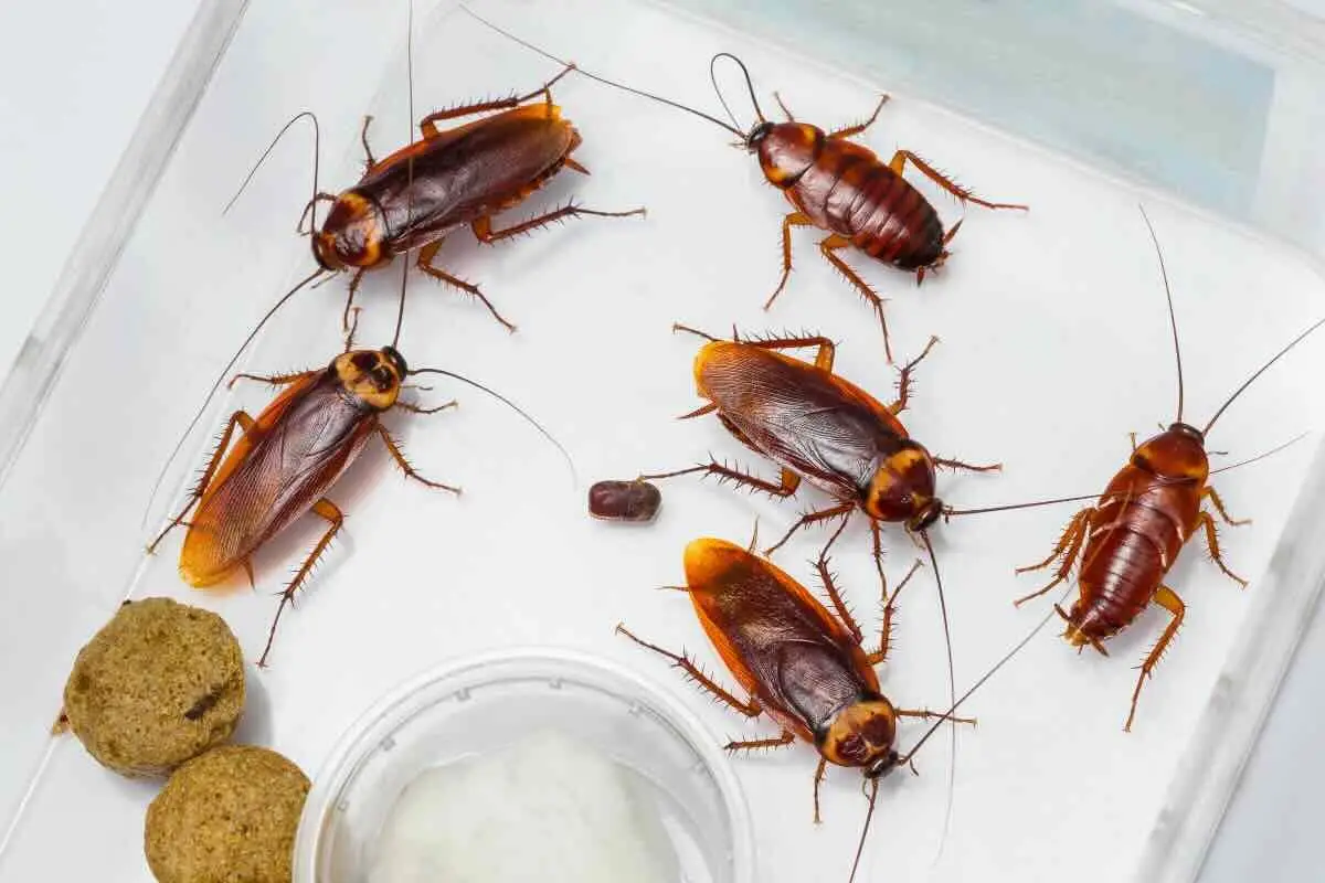 Disinfestazione blatte: ecco cosa succede davvero dopo il trattamento e quando spariscono