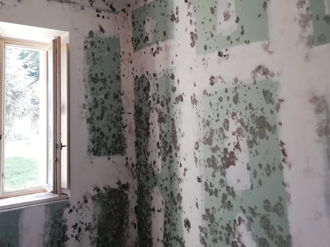 Muffa negli armadi? Non eliminare solo l’odore, ecco il metodo definitivo per pulirla