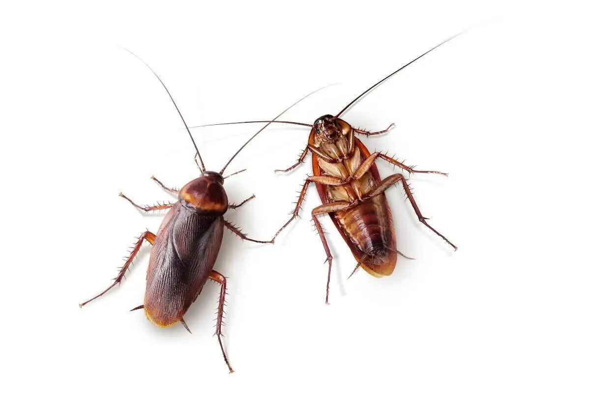 Non schiacciare mai uno scarafaggio: ecco cosa succede davvero quando lo fai