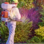 Quanto costa davvero una disinfestazione della casa? Ecco i prezzi aggiornati per il 2025