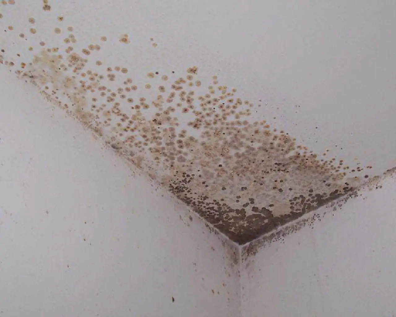 Aria umida e muffa in casa? Metti questa pianta comune negli angoli e risolve tutto