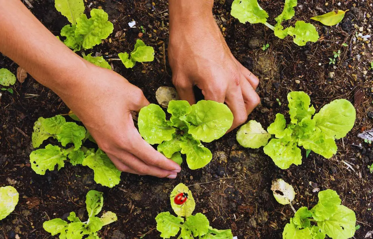 Stai sbagliando tutto nell’orto: ecco le piante che non devi mai mettere vicine