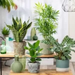 Quali piante possono stare in casa? Ecco la lista completa