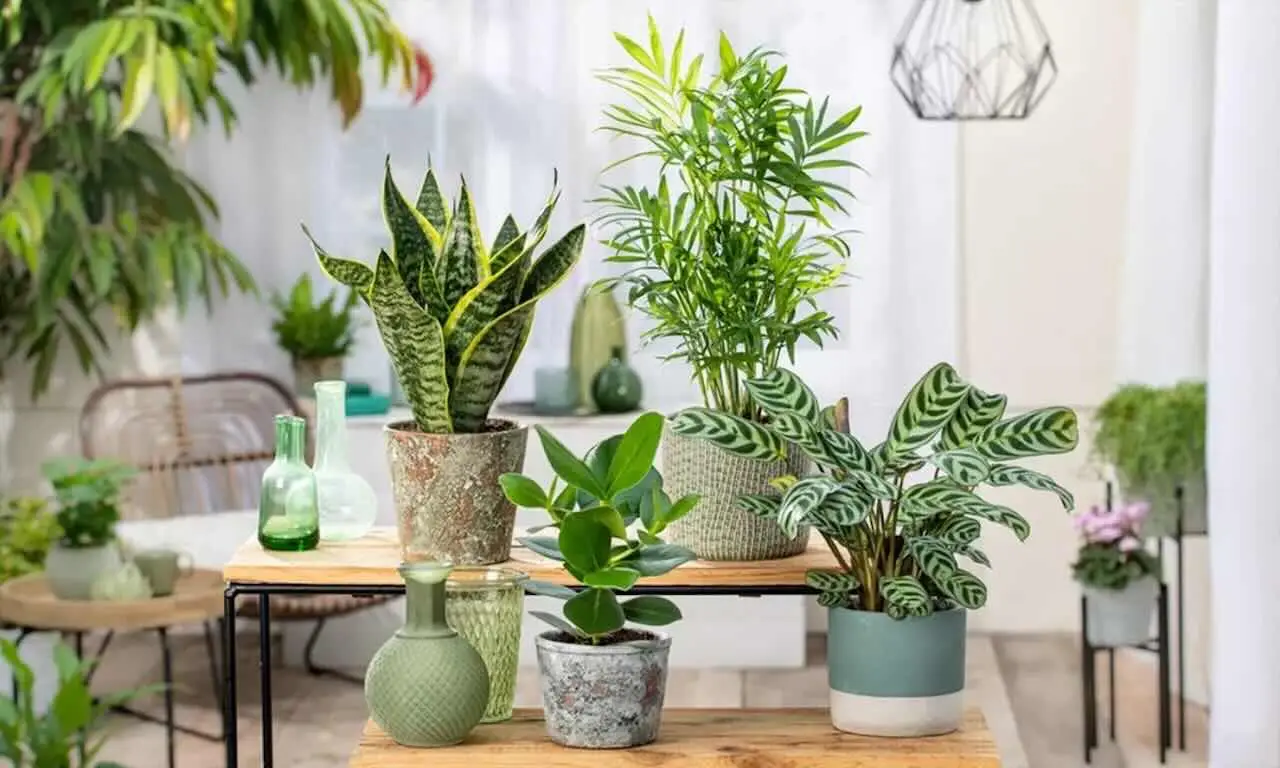 Quali piante possono stare in casa? Ecco la lista completa