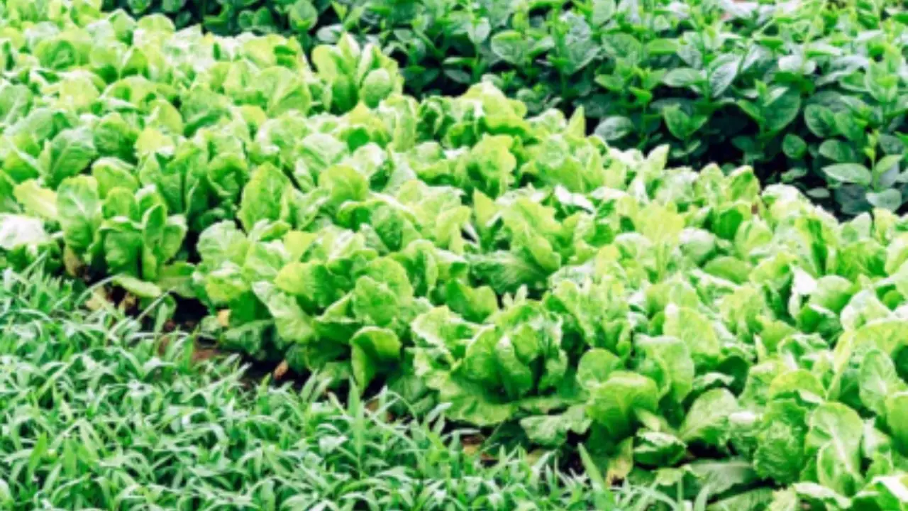 Quali sono le verdure da seminare nell’orto a settembre? L’insalata e gli spinaci invernali