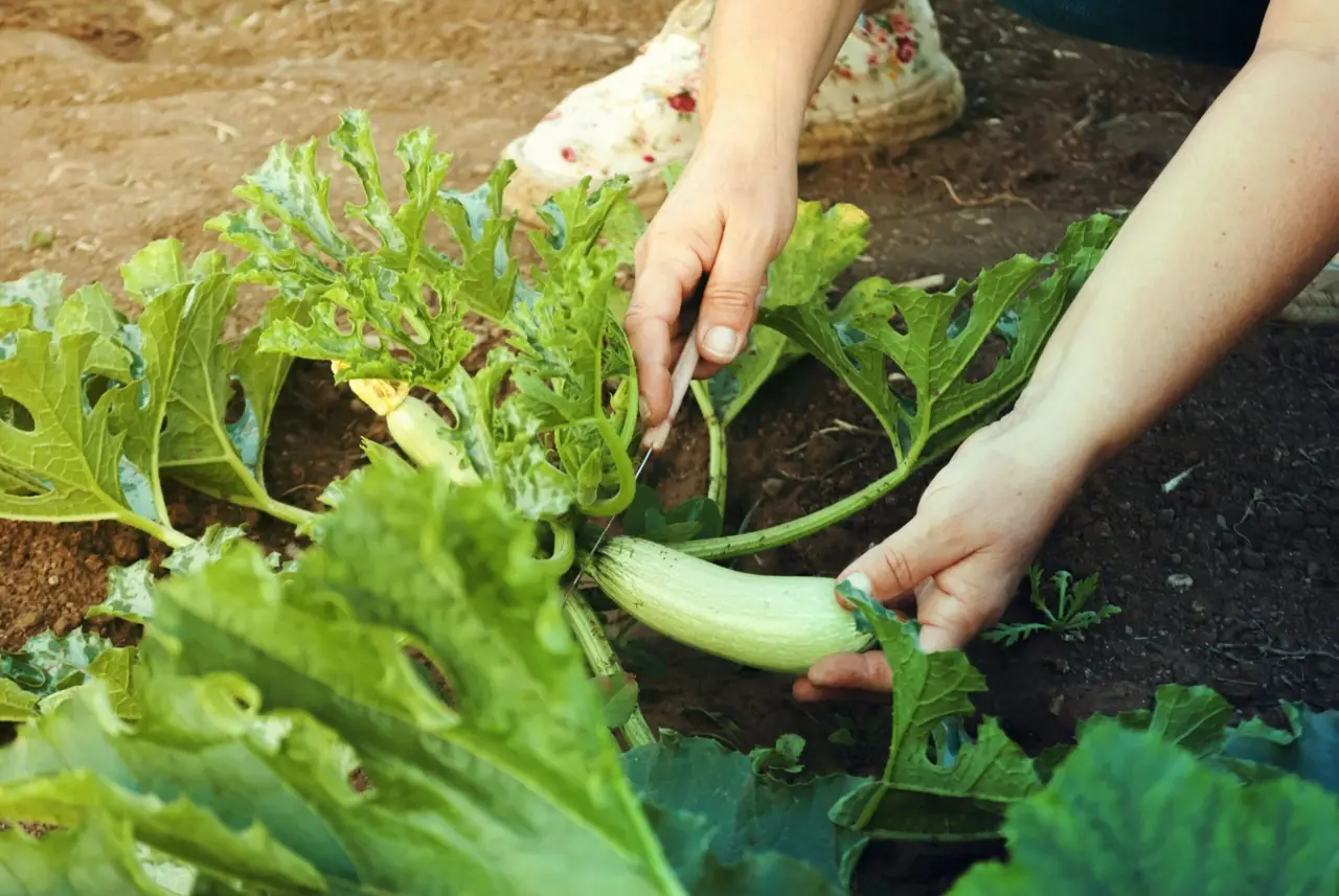 Come coltivare zucchine in spazi piccoli