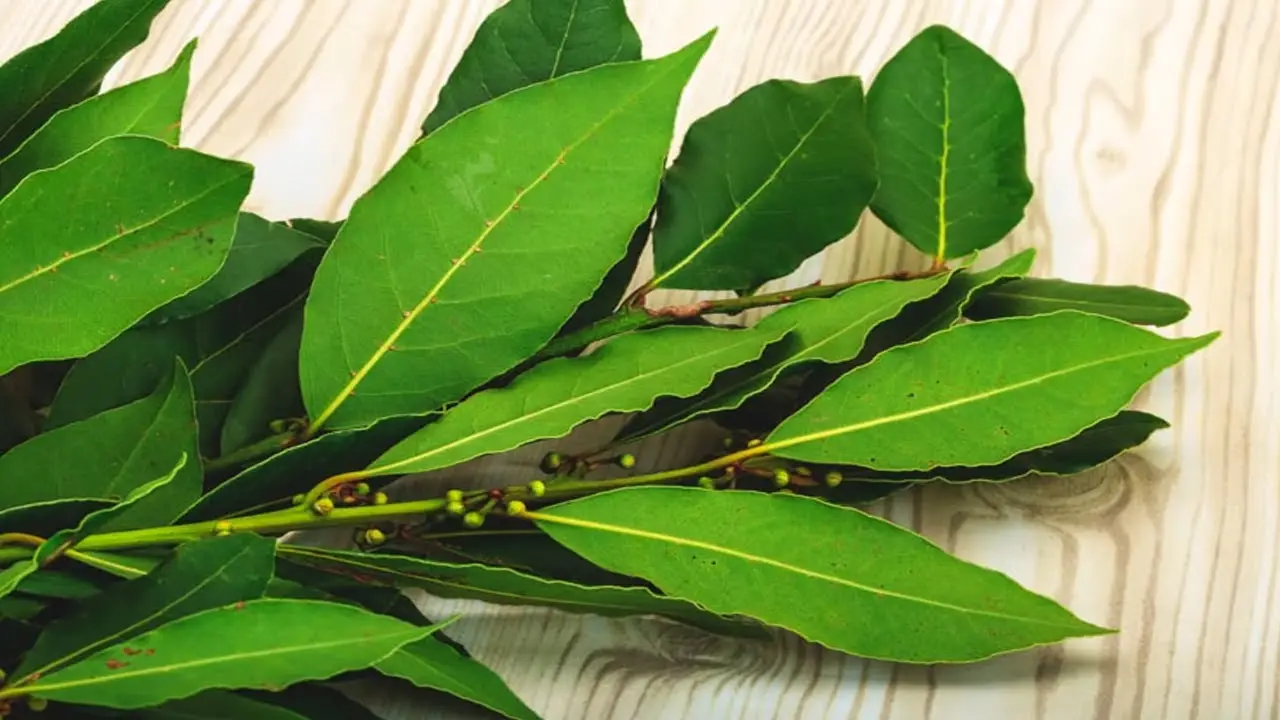 Non conservare l’alloro fresco in questo modo: ecco il trucco per mantenerne l’aroma mesi